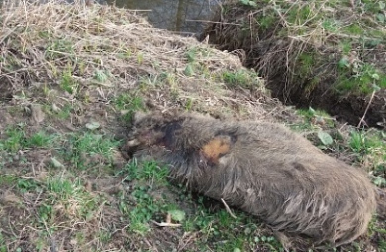 Apel Urzędu Miejskiego i Powiatowego Lekarza Weterynarii