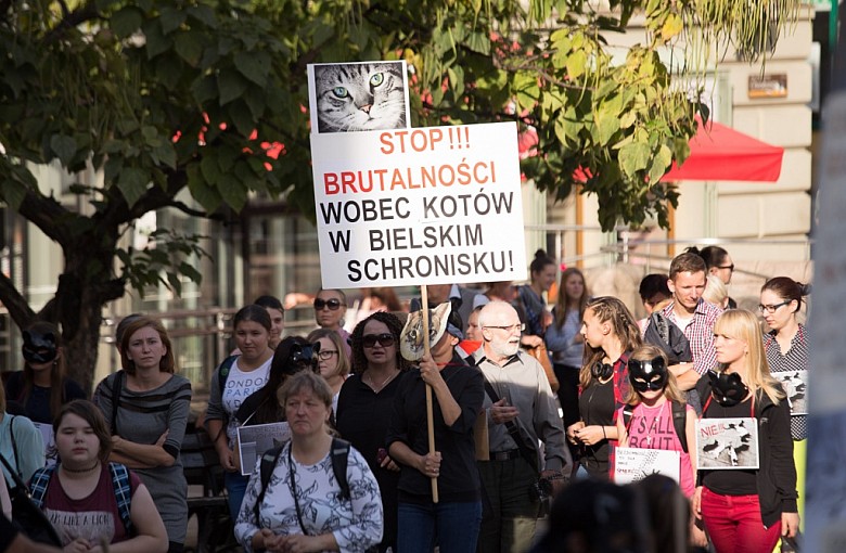 Bielszczanie dla bezdomnych kotów